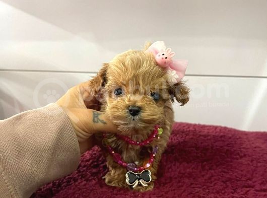 Muhtesem Maltipoo Bebekler görsel