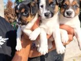 Jack Russel Yavrular