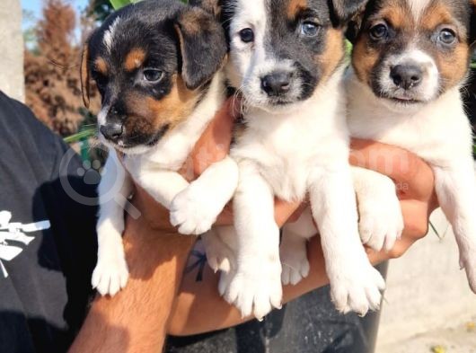 Jack Russel Yavrular görsel