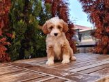 Cavapoo Yavru
