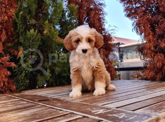 Cavapoo Yavru