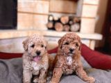 Apricot Toy Poodle Bebekler