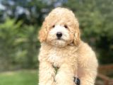 Party Colour Poodle Bebeği̇mi̇z Uygun