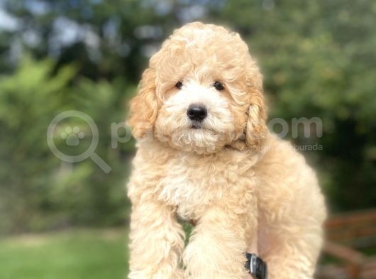 Party Colour Poodle Bebeği̇mi̇z Uygun