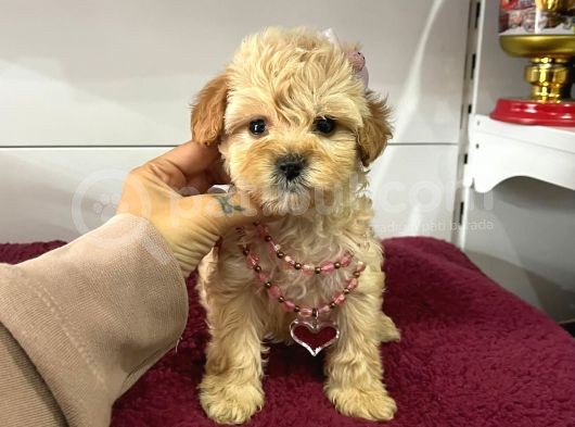 Muhtesem Maltipoo Bebekler
