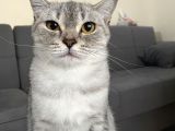 Britiş Shorthair  Silver 
