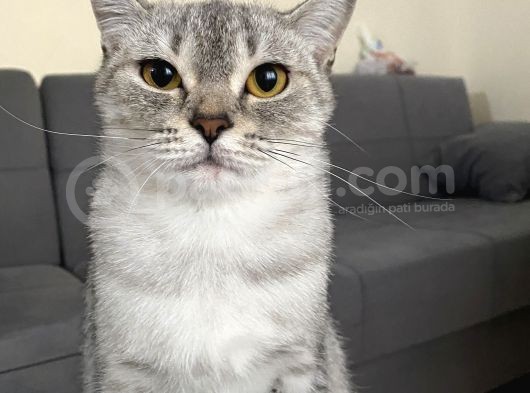 Britiş Shorthair  Silver  görsel