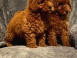 A Kali̇te Poodle Bebekler Orji̇nal