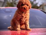 Red Toy Poodle Bebekler