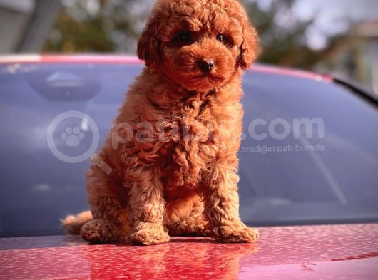 Red Toy Poodle Bebekler