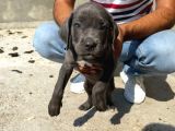 Blue cane corsa yavrular