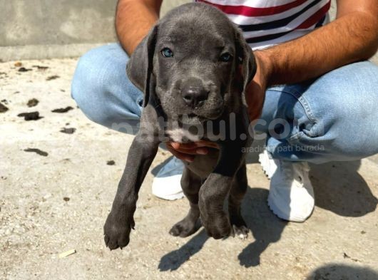Blue Cane Corsa Yavrular