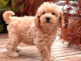 Red Maltipoo yavrular