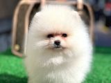 Xxxs Teddy Bear Pomerai̇nan Boo