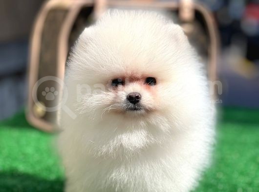 Xxxs Teddy Bear Pomerai̇nan Boo görsel