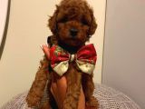 Çoook Sevimli Tea Cup Ve Toy Poodle Bebeklerimiz