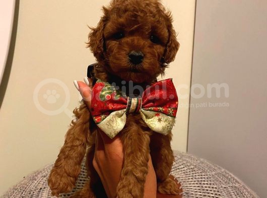 Çoook Sevimli Tea Cup Ve Toy Poodle Bebeklerimiz görsel