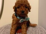 Çoook Sevimli Tea Cup Ve Toy Poodle Bebeklerimiz