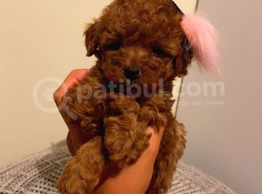 Çoook Sevimli Tea Cup Ve Toy Poodle Bebeklerimiz görsel