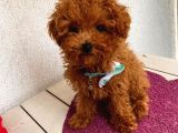 Çoook sevimli tea cup ve toy poodle bebeklerimiz