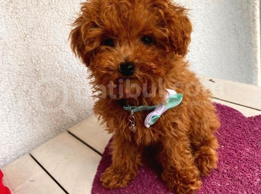 Çoook Sevimli Tea Cup Ve Toy Poodle Bebeklerimiz