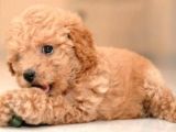 Çocuklarınıza En Güzel Arkadaş Toy Poodle Yavrular