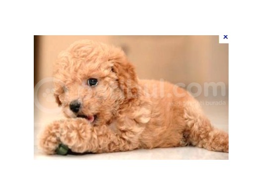 Çocuklarınıza En Güzel Arkadaş Toy Poodle Yavrular
