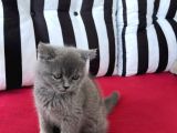 Muhteşem Güzellik! Koca Kafalı, Ayıcık Surat Erkek British Shorthair