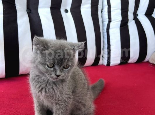 Koca Kafalı, Ayıcık Surat Erkek British Shorthair Sahi̇plen! görsel