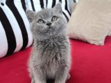 Koca Kafalı, Ayıcık Surat Erkek British ShortHair SAHİPLEN!