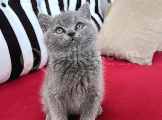 Koca Kafalı, Ayıcık Surat Erkek British Shorthair Sahi̇plen!