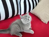 Koca Kafalı, Ayıcık Surat Erkek British Shorthair Sahi̇plen!