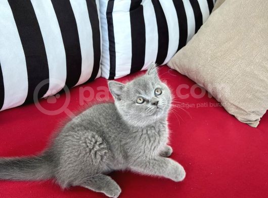 Koca Kafalı, Ayıcık Surat Erkek British Shorthair Sahi̇plen! görsel