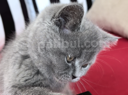Muhteşem Güzellik! Koca Kafalı, Ayıcık Surat Erkek British Shorthair görsel