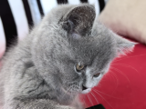 Koca Kafalı, Ayıcık Surat Erkek British Shorthair Sahi̇plen!