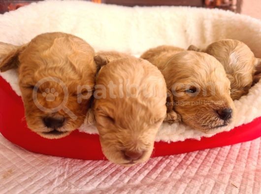 Kaniş Yavru Köpekler