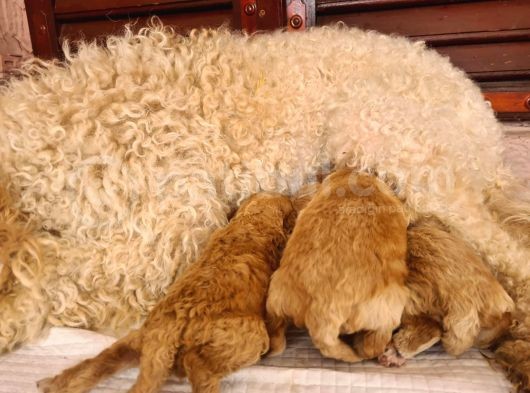 Kaniş Yavru Köpekler görsel