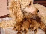 Kaniş Yavru Köpekler
