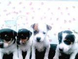 Kısa Bacak Jack Russel Bebeklerde Dip Fiyat