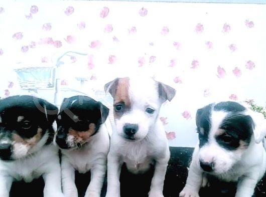 Kısa Bacak Jack Russel Bebeklerde Dip Fiyat görsel