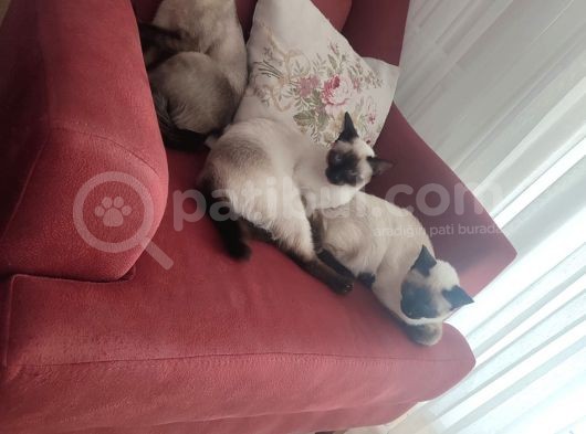 Ev Uretimi Uygun Fiyatlı Siyam Yavruları görsel