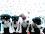 Kısa Bacak Jack Russel Bebeklerde Dip Fiyat