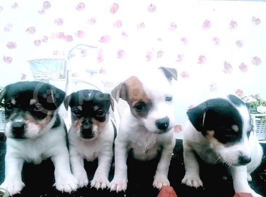 Kısa Bacak Jack Russel Bebeklerde Dip Fiyat görsel