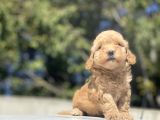 Bebek Yüzlü Di̇şi̇ Poodle Bebeği̇mi̇z