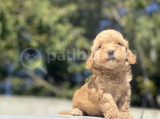 Bebek Yüzlü Di̇şi̇ Poodle Bebeği̇mi̇z görsel
