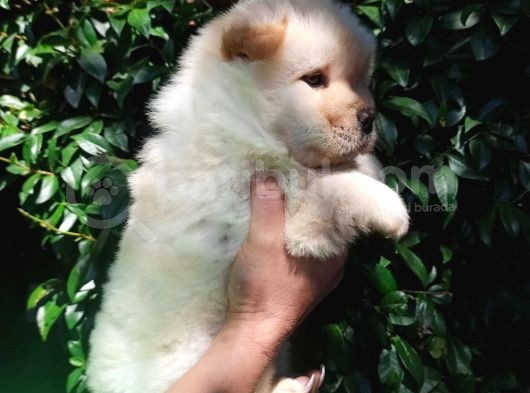 Chow Chow Yavrular görsel