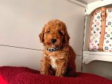 Orji̇nal Toy Poddle