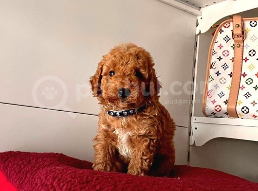 Orji̇nal Toy Poddle