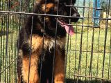 Secereli̇ Uzun Tüylü Alman Secereli̇ Uzun Tüylü Alman Çoban Köpeği̇ Yavrumuz İ Yavrumuz