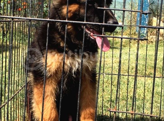 Secereli̇ Uzun Tüylü Alman Secereli̇ Uzun Tüylü Alman Çoban Köpeği̇ Yavrumuz İ Yavrumuz görsel